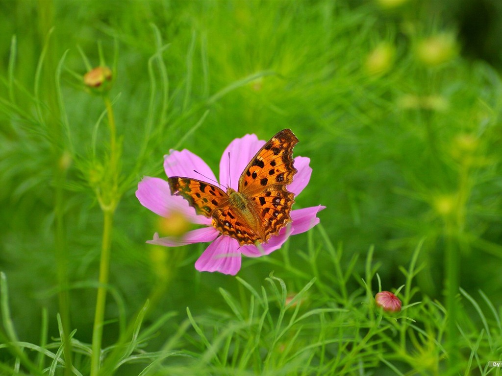 Autumn cosmos wallpaper #44 - 1024x768