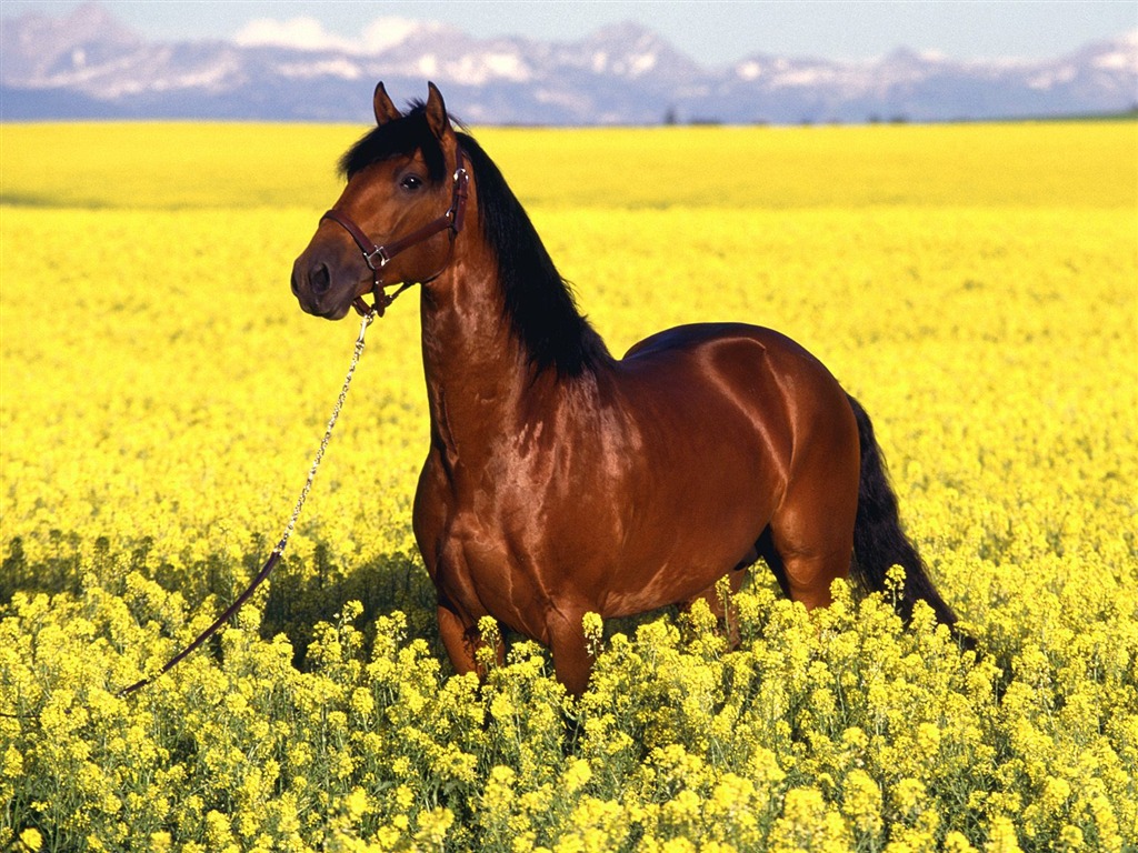 Album Fond d'écran Cheval #14 - 1024x768