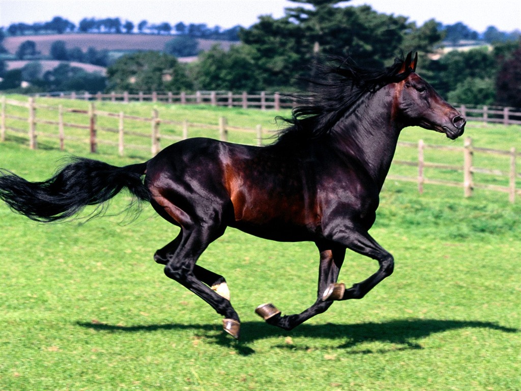 Album Fond d'écran Cheval #25 - 1024x768