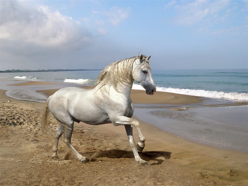 Album Fond d'écran Cheval #27 - 1024x768