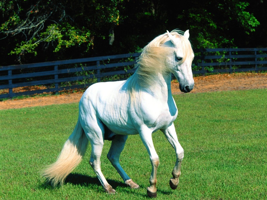 Album Fond d'écran Cheval #28 - 1024x768