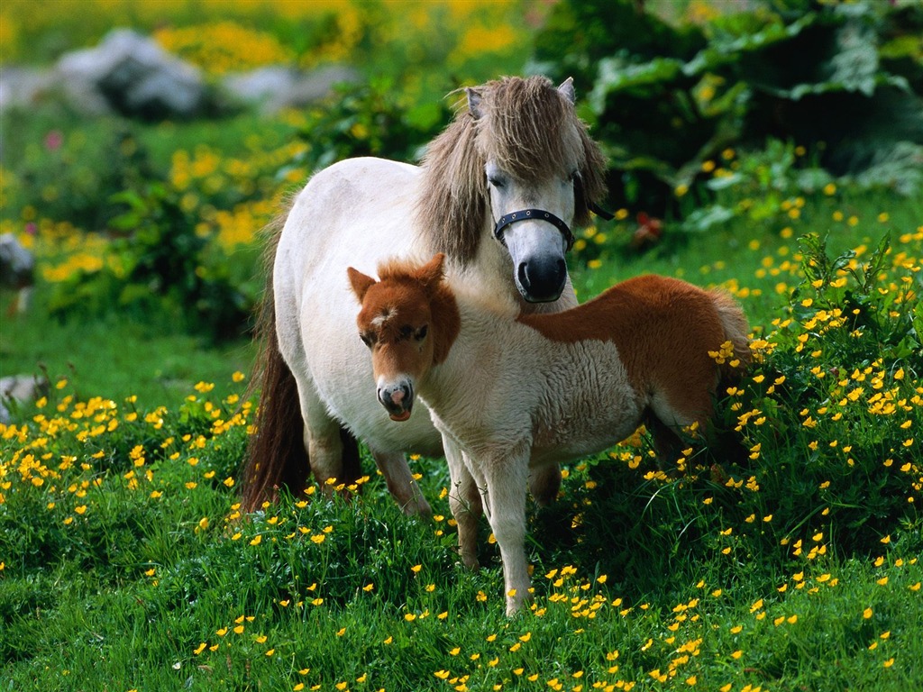 Album Fond d'écran Cheval #29 - 1024x768