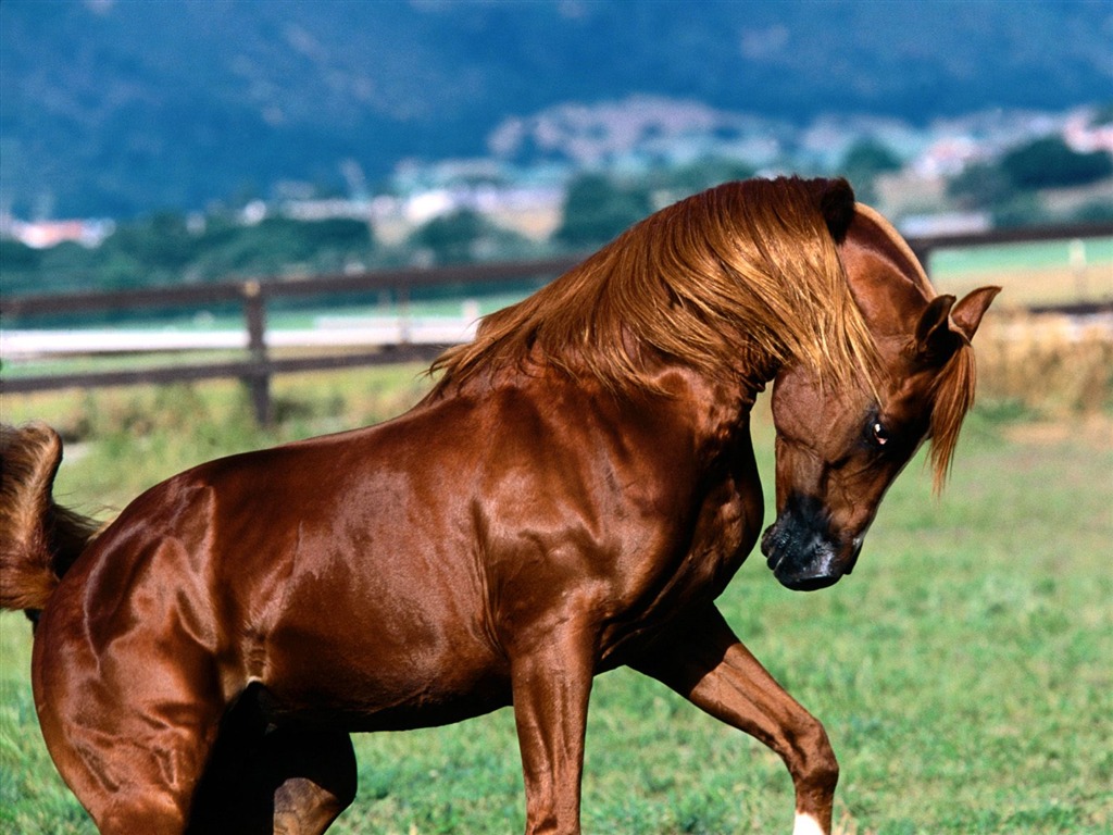 Album Fond d'écran Cheval #30 - 1024x768