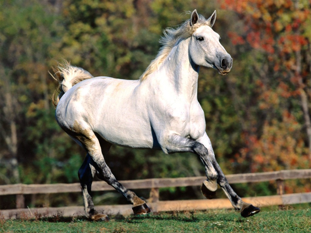 Album Fond d'écran Cheval #36 - 1024x768