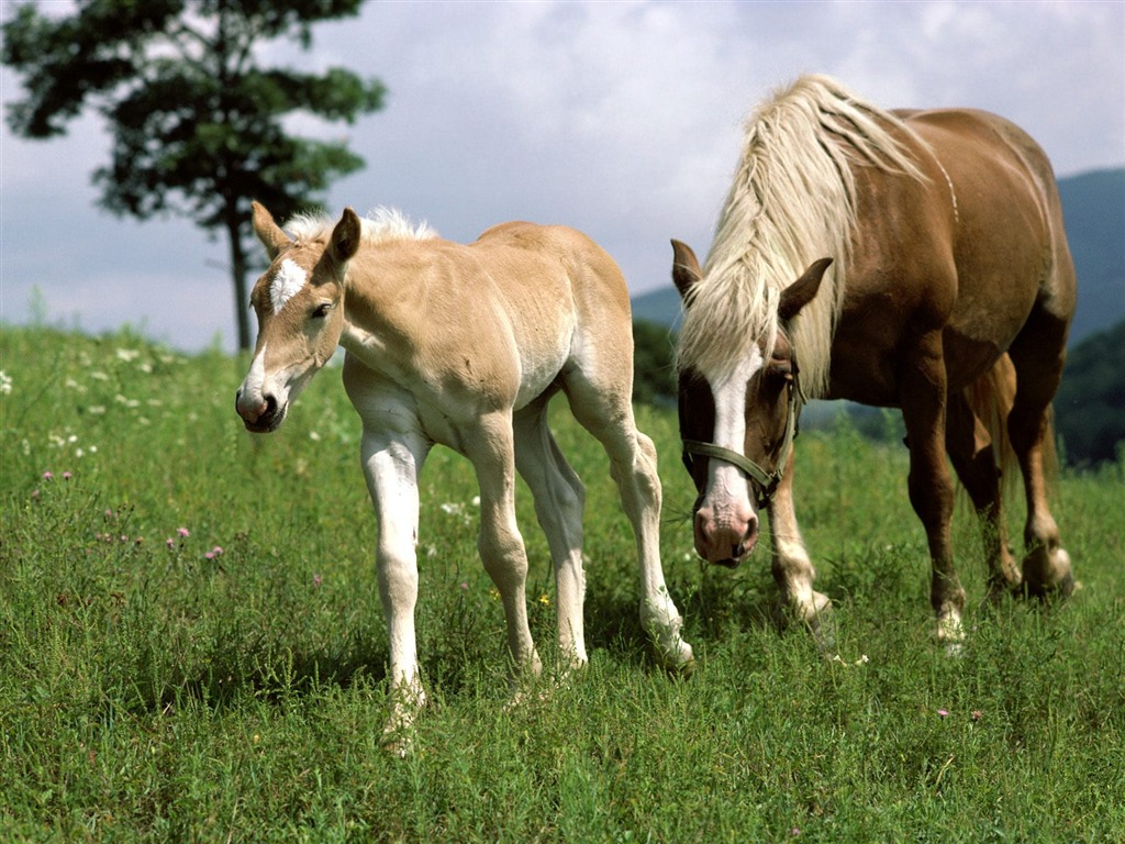 Album Fond d'écran Cheval #37 - 1024x768