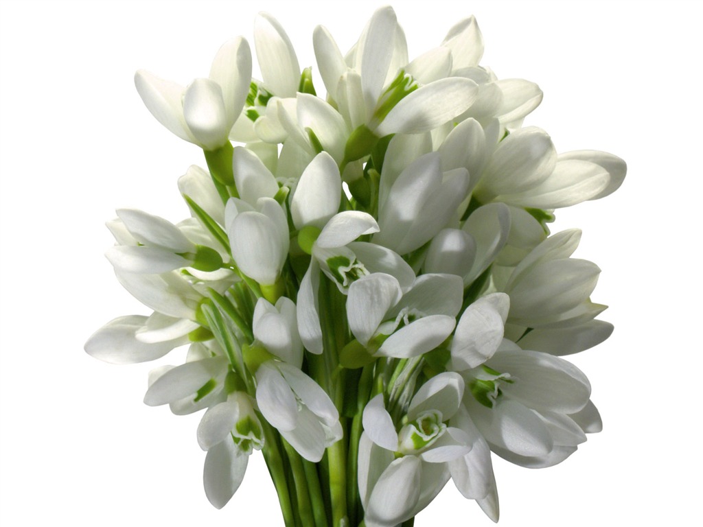 Fleurs blanches Fond d'écran #2 - 1024x768