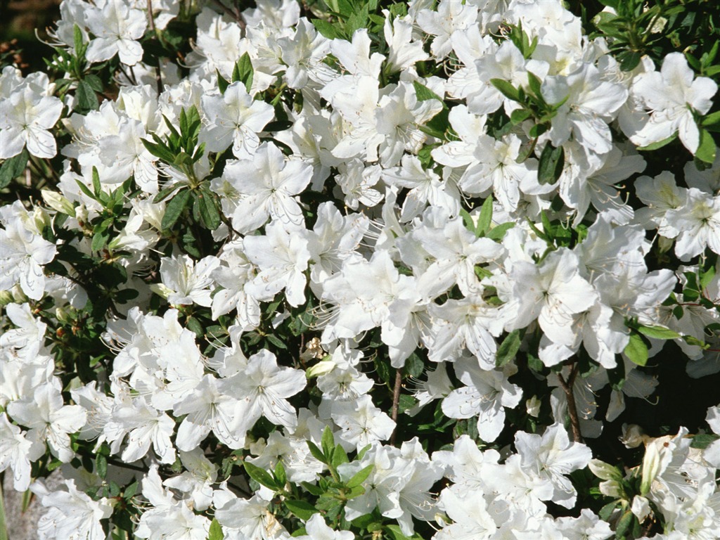 흰색 꽃 벽지 #15 - 1024x768