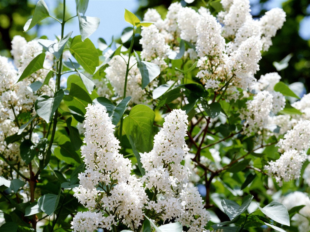 White flowers wallpaper #16 - 1024x768