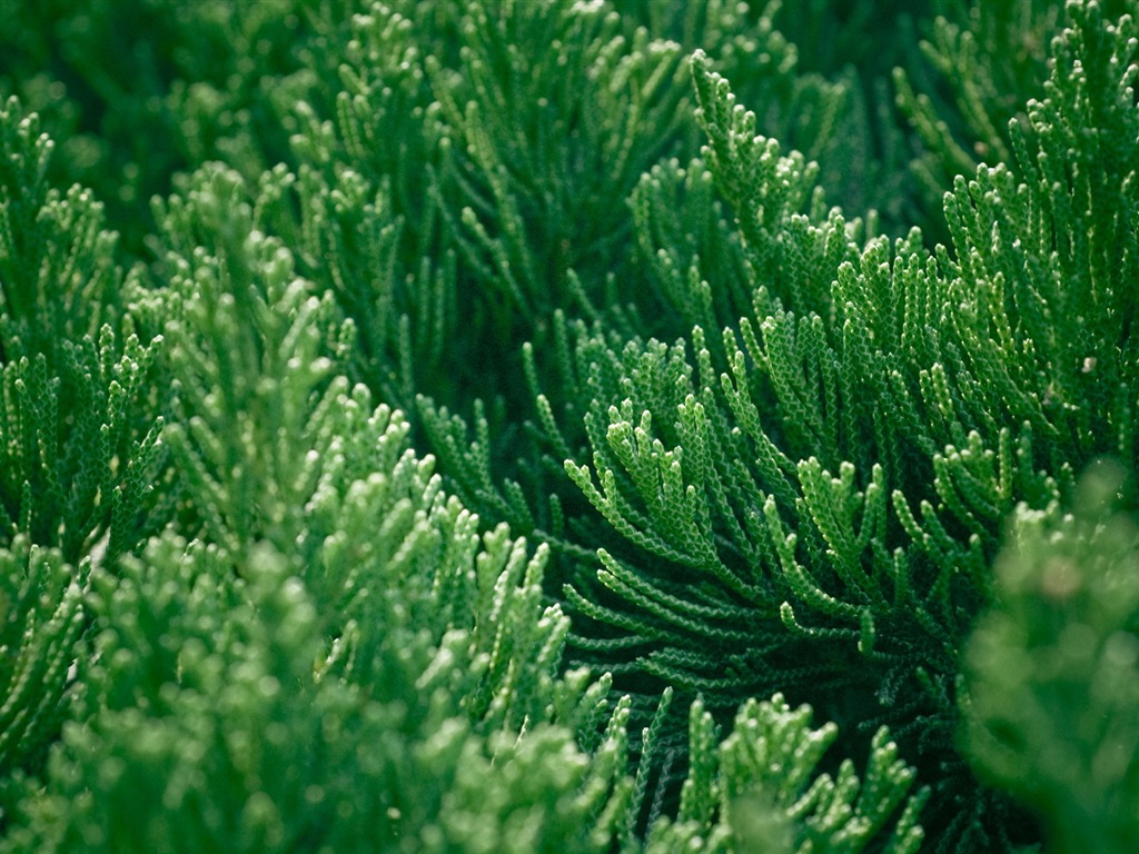 高清寬屏植物壁紙 #8 - 1024x768
