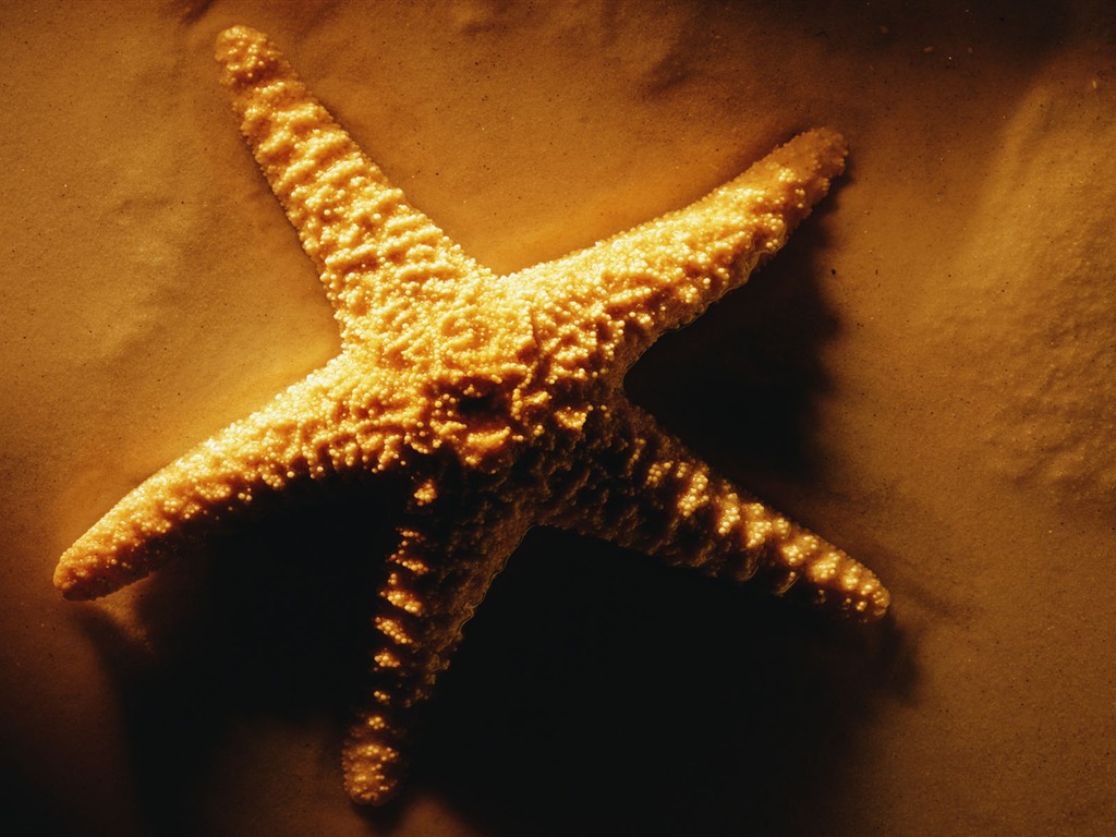 Millennium biological Wallpaper #3 - 1024x768