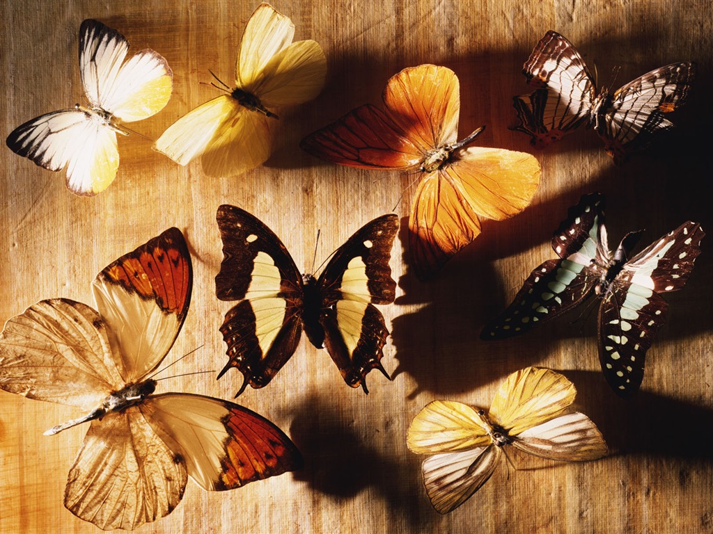 Millennium biological Wallpaper #18 - 1024x768