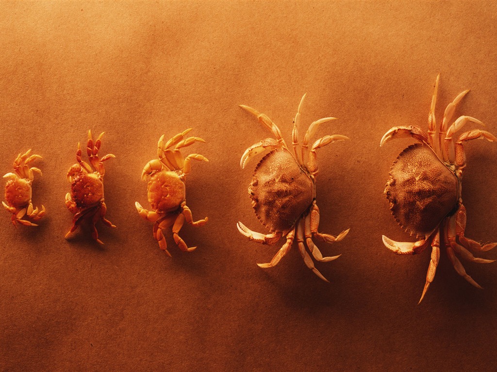 tisíciletí biologický Wallpaper #21 - 1024x768