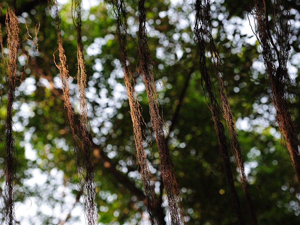 尼康 D700 样张壁纸 (评测样张)19 - 1024x768