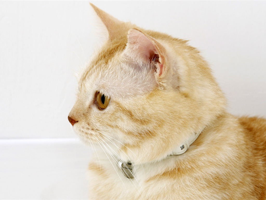 HD papel tapiz lindo gatito #31 - 1024x768