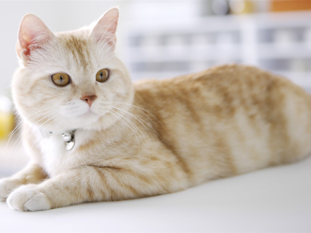 HD papel tapiz lindo gatito #40 - 1024x768
