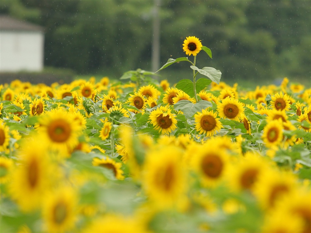 Fond d'écran homme de tournesol Shan #11 - 1024x768