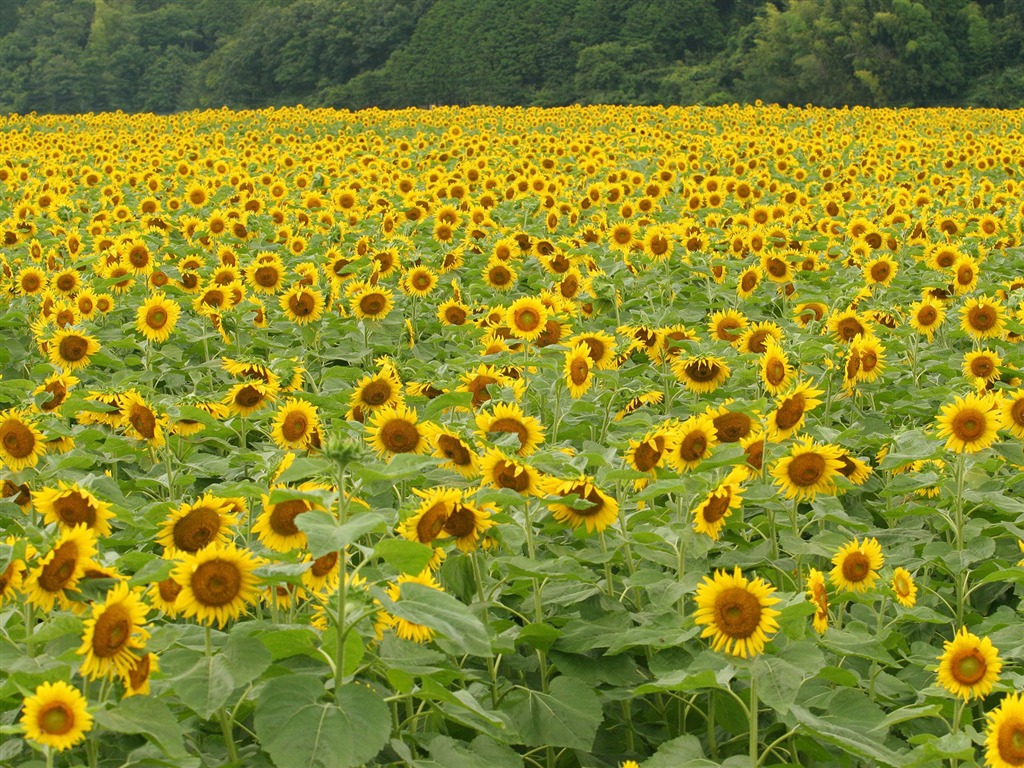 Man Shan sunflower wallpaper #12 - 1024x768