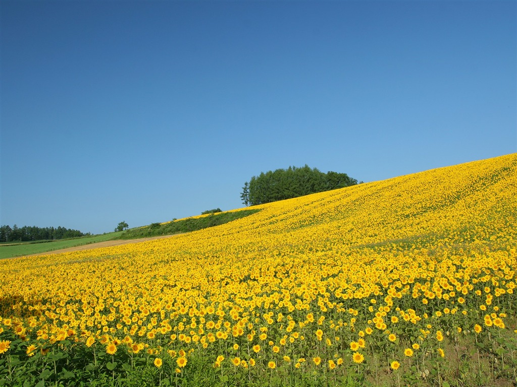 Man Shan sunflower wallpaper #16 - 1024x768