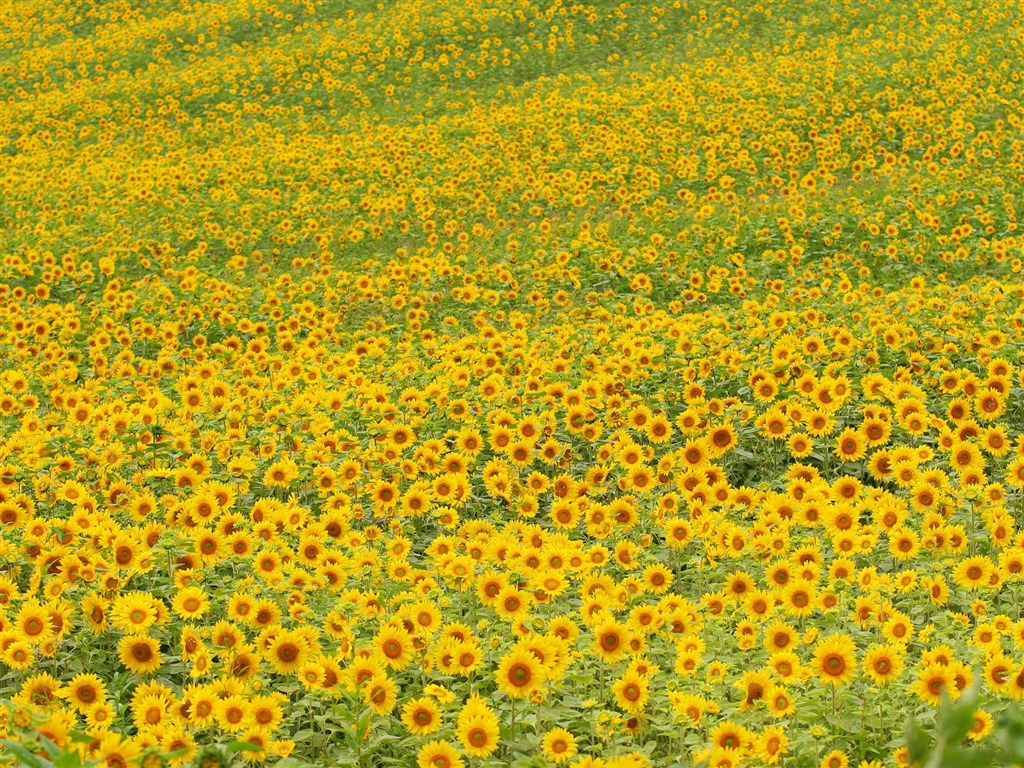 Man Shan sunflower wallpaper #18 - 1024x768