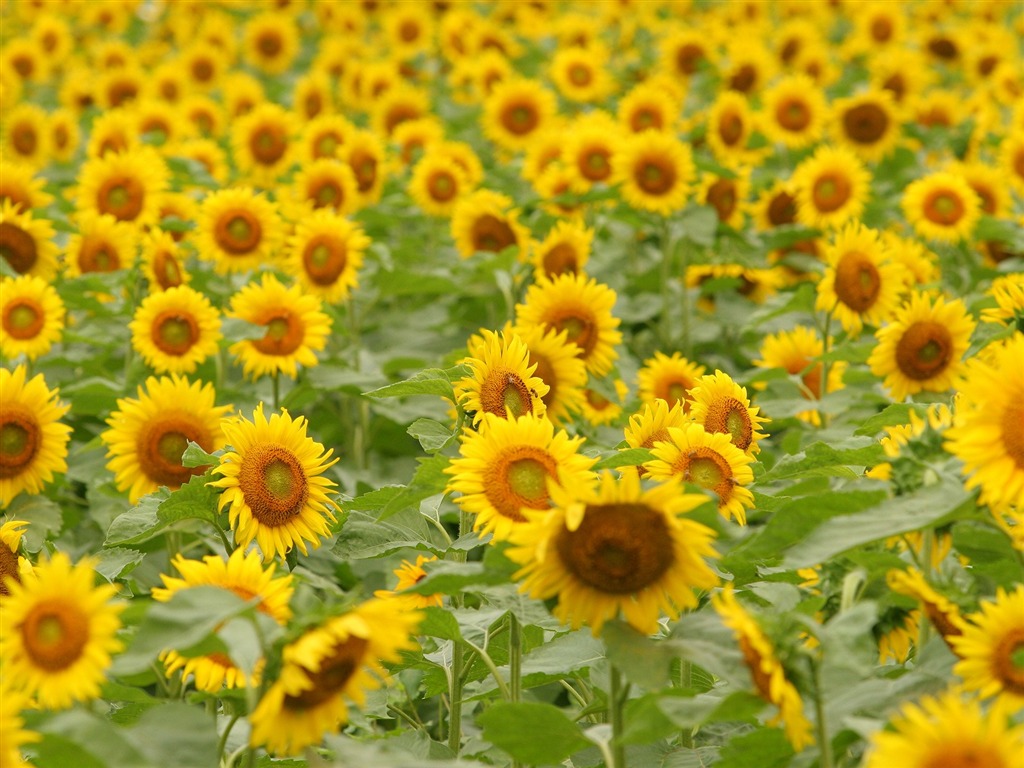 Man Shan sunflower wallpaper #19 - 1024x768