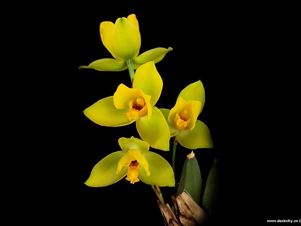 Beautiful and elegant orchid wallpaper #3 - 1024x768