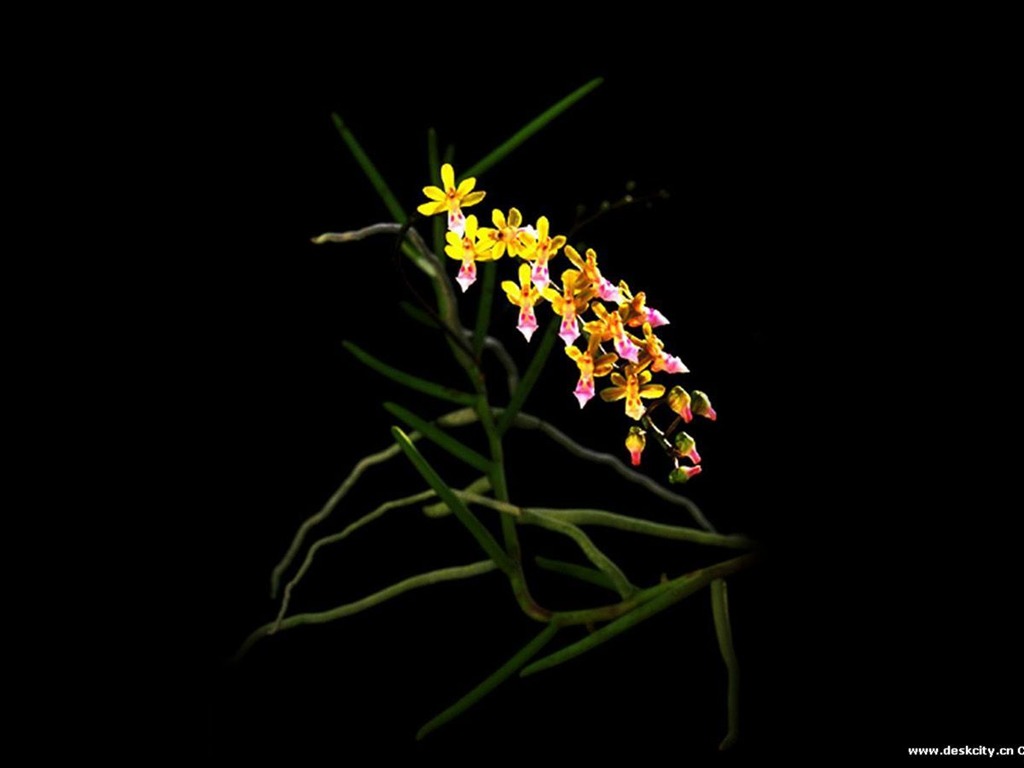 美麗高雅 蘭花寬屏壁紙 #5 - 1024x768