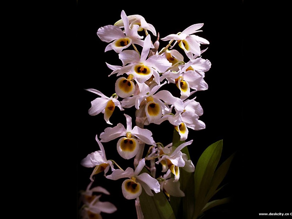 Beautiful and elegant orchid wallpaper #10 - 1024x768