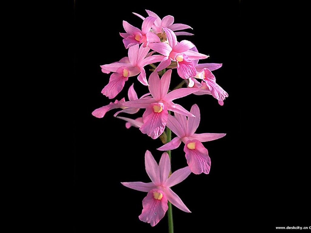 Beautiful and elegant orchid wallpaper #15 - 1024x768
