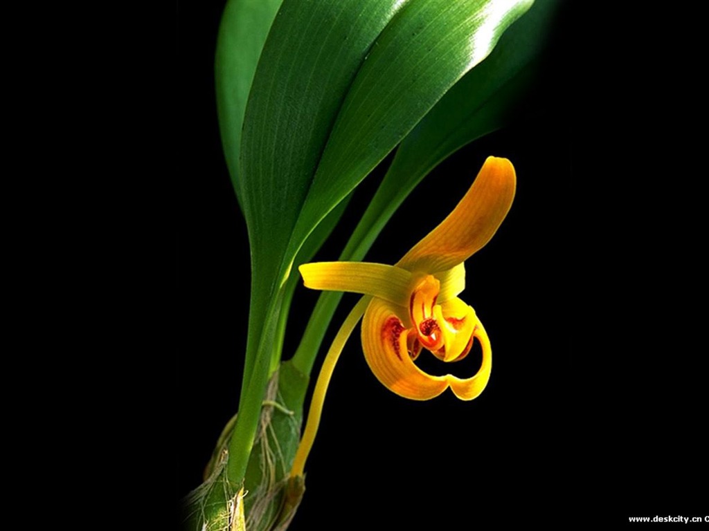 Krásné a elegantní orchidejí wallpaper #17 - 1024x768