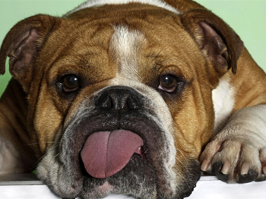 Animals moments wallpaper #31 - 1024x768
