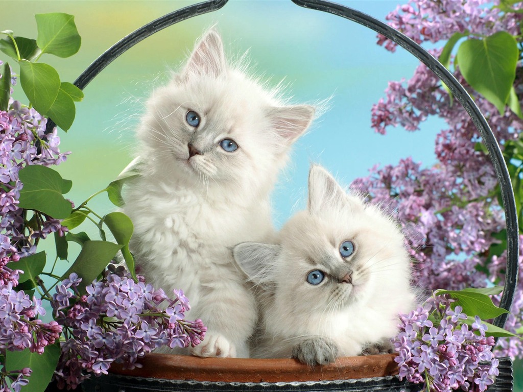 Animals moments wallpaper #37 - 1024x768