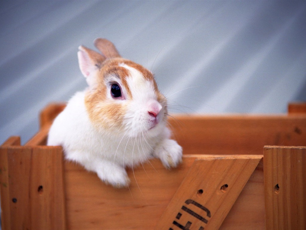 Cute little bunny wallpaper #1 - 1024x768