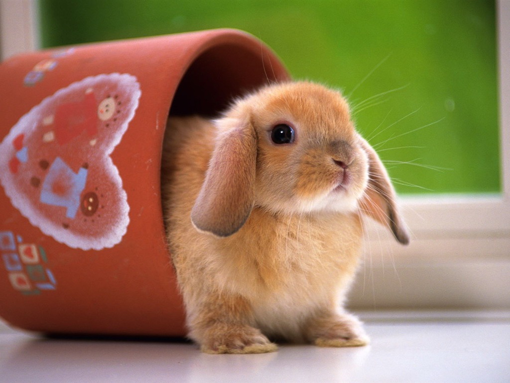 Cute little bunny wallpaper #6 - 1024x768