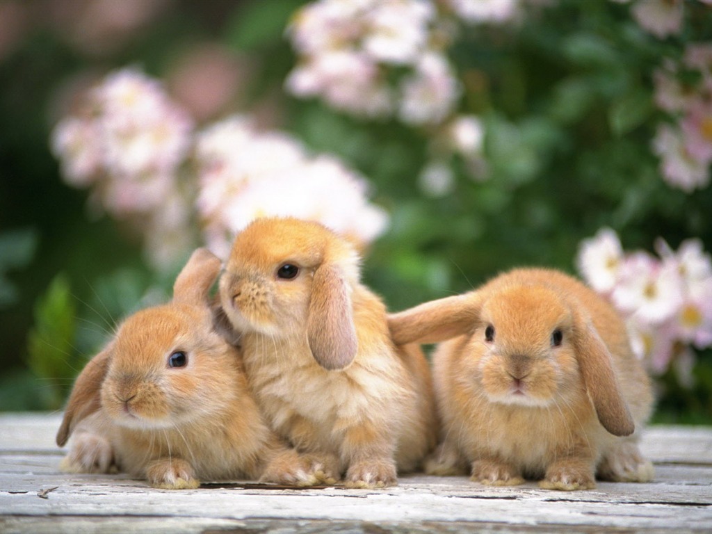 Cute little bunny wallpaper #7 - 1024x768