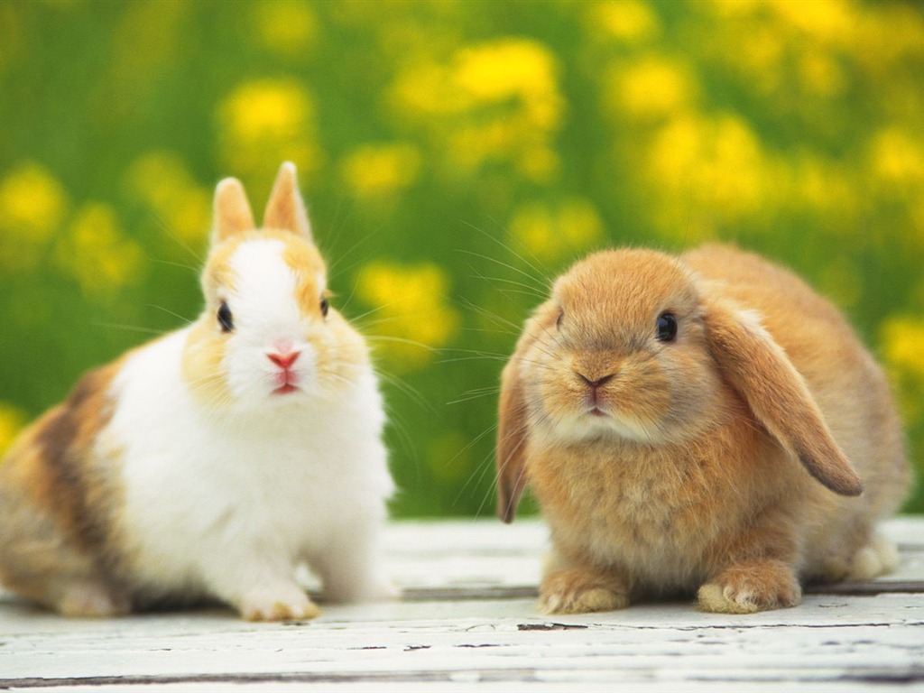 Cute little bunny wallpaper #8 - 1024x768