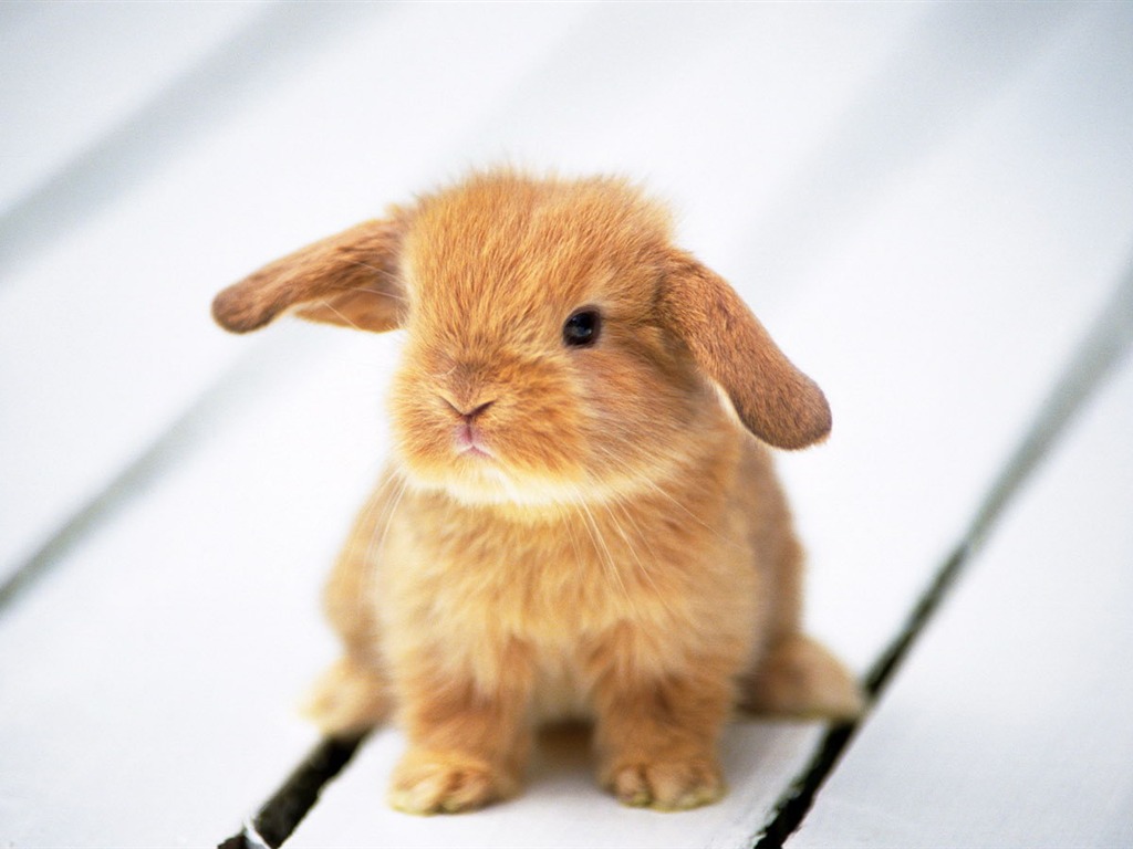 Cute little bunny wallpaper #9 - 1024x768