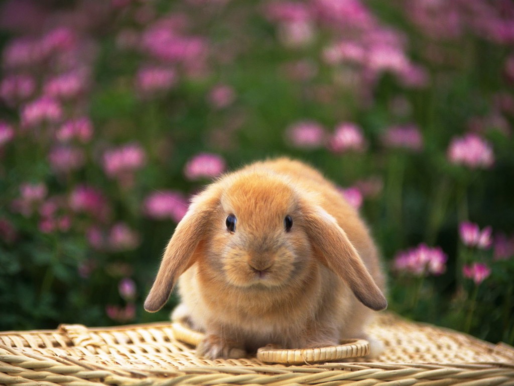 Cute little bunny wallpaper #18 - 1024x768