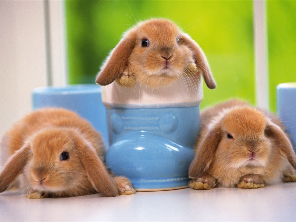 Cute little bunny Tapete #19 - 1024x768