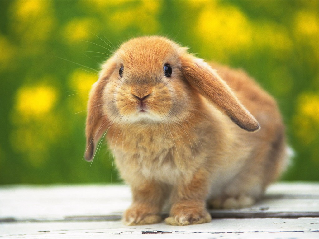 Cute little bunny Tapete #20 - 1024x768