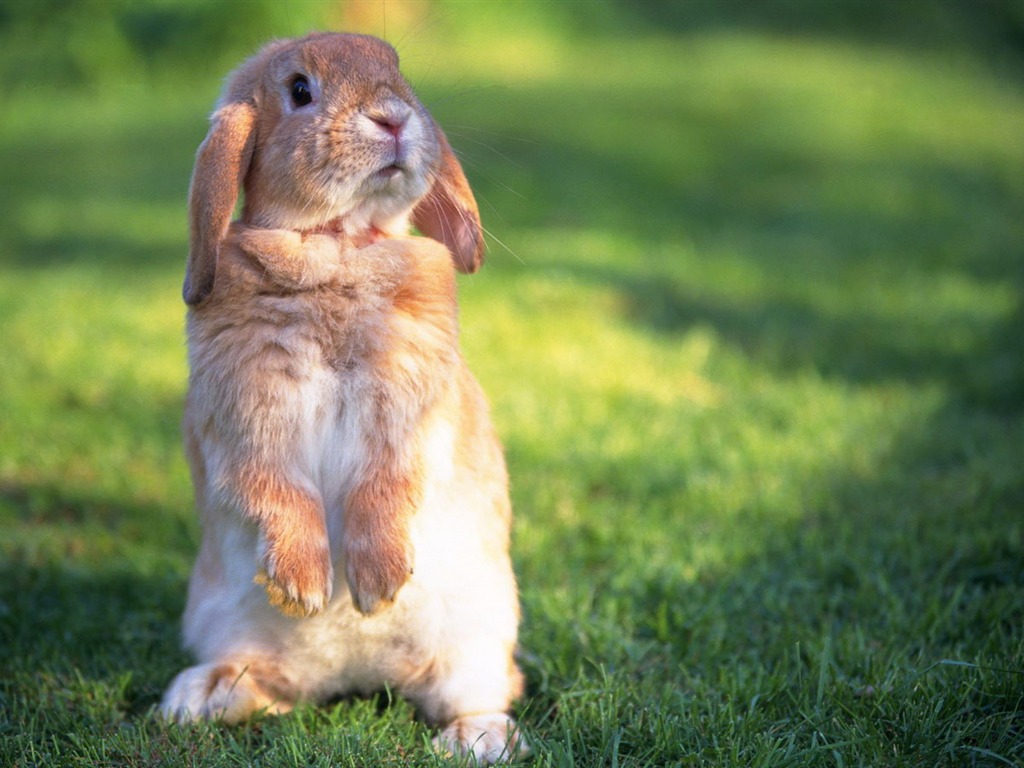 Cute little bunny wallpaper #22 - 1024x768