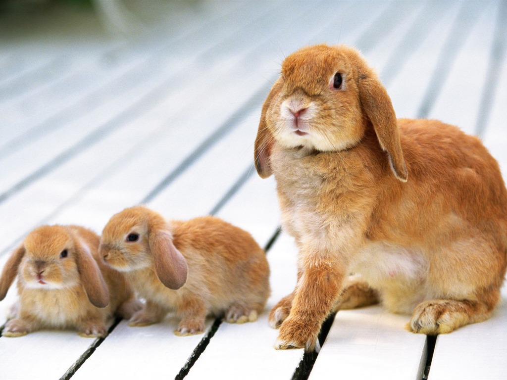 Cute little bunny wallpaper #23 - 1024x768