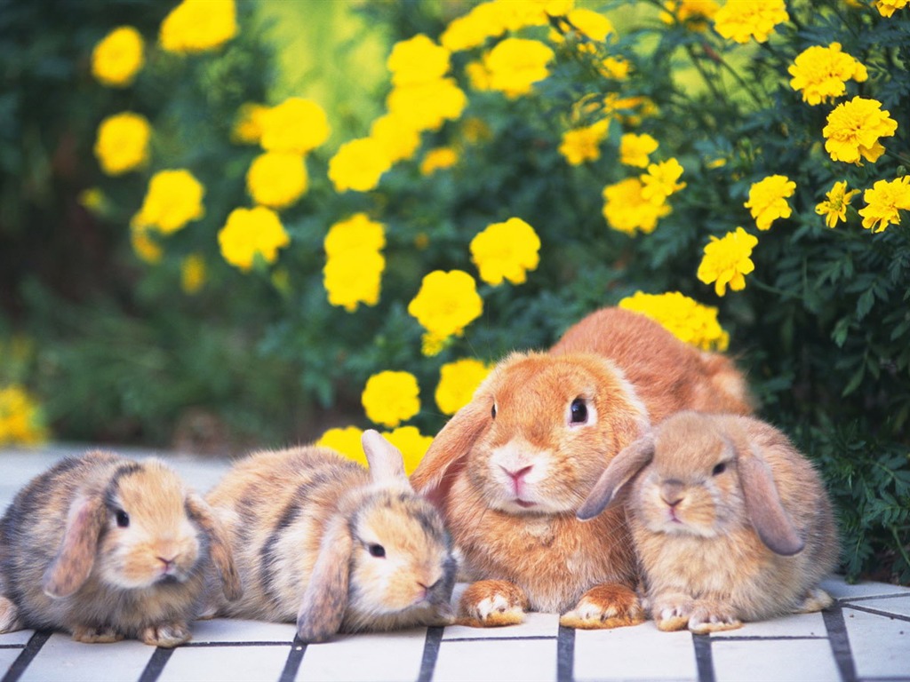 Cute little bunny wallpaper #24 - 1024x768
