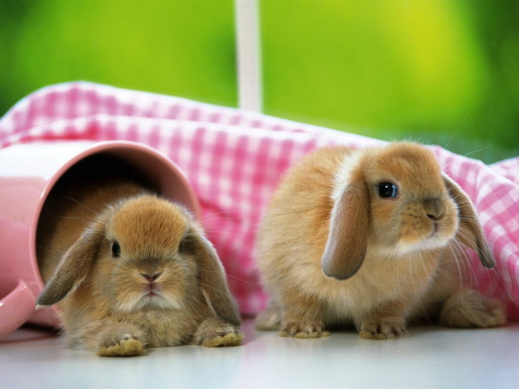 Cute little bunny wallpaper #26 - 1024x768