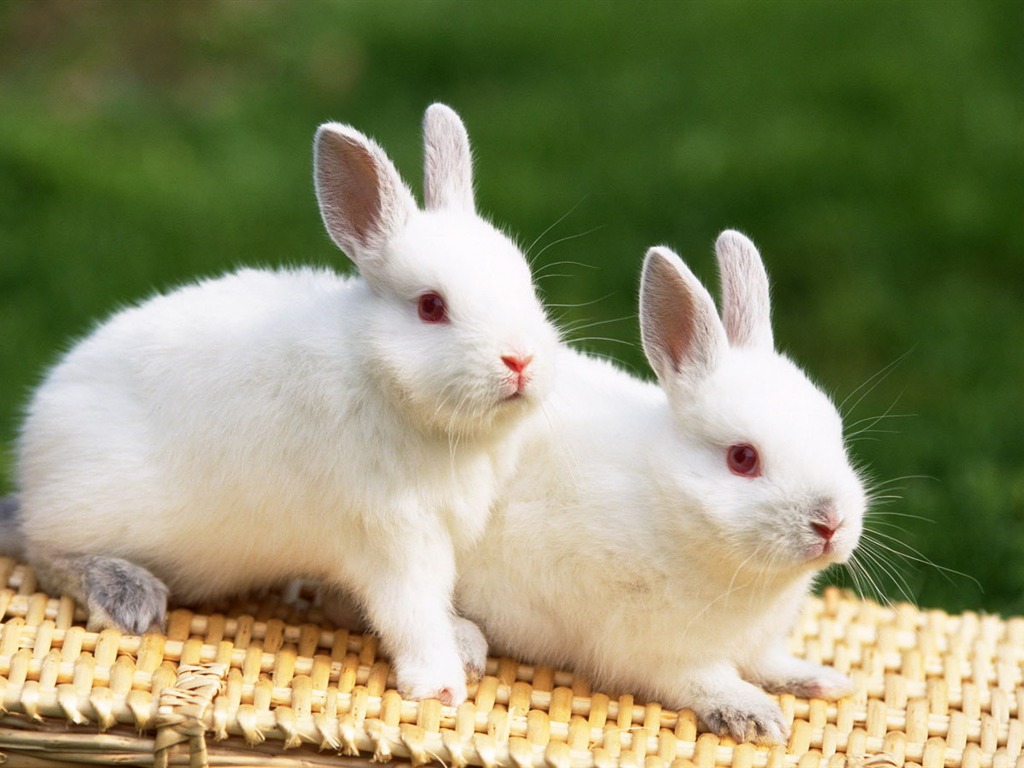 Cute little bunny wallpaper #27 - 1024x768