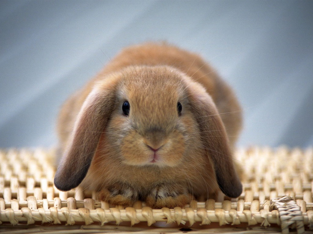 Cute little bunny wallpaper #28 - 1024x768