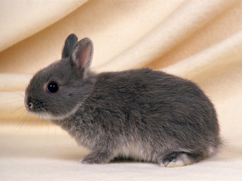 Cute little bunny Tapete #30 - 1024x768