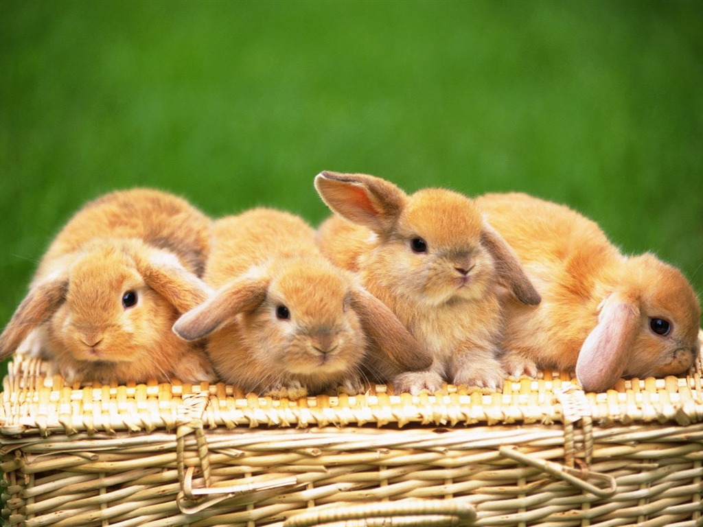 Cute little bunny wallpaper #32 - 1024x768