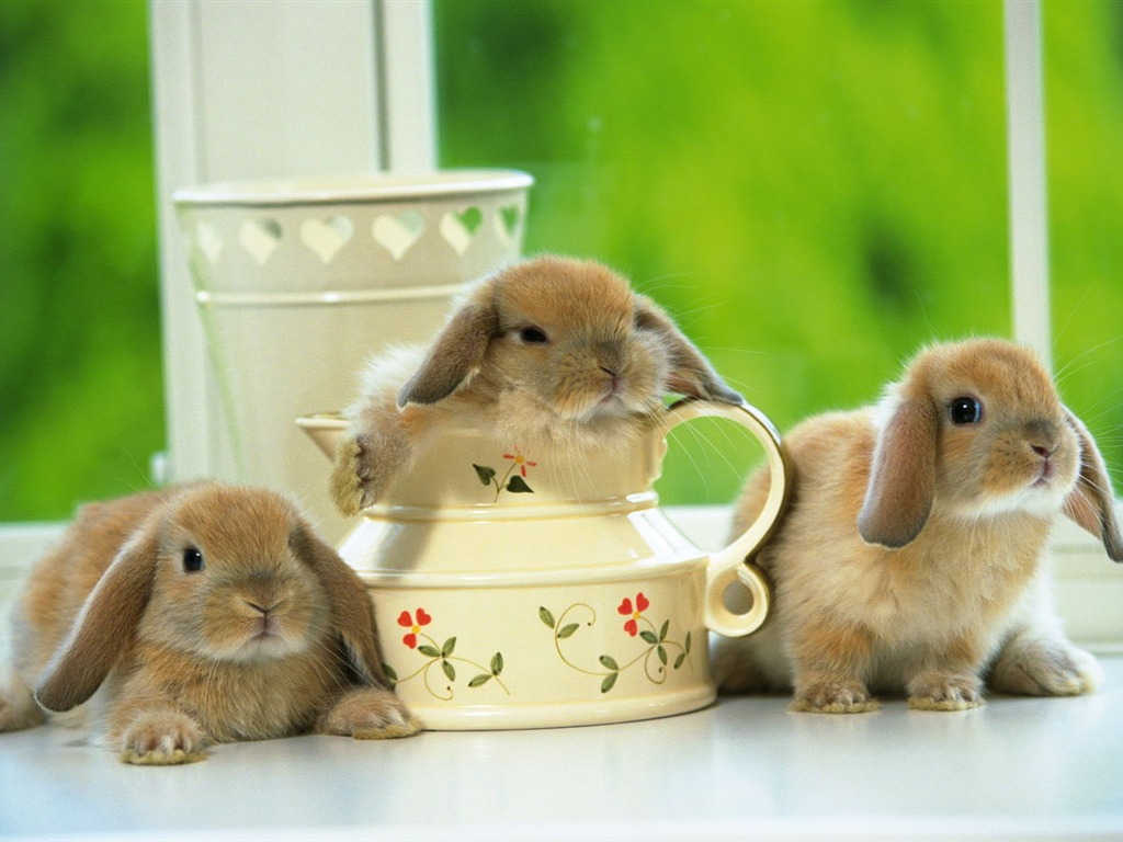 Cute little bunny Tapete #33 - 1024x768