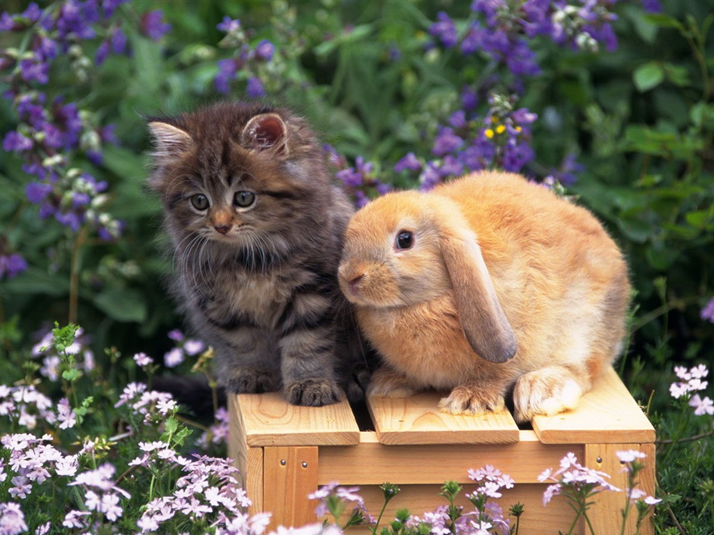 Cute little bunny wallpaper #39 - 1024x768