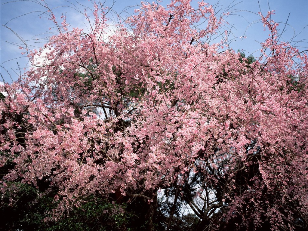 Printemps fonds d'écran Nature #17 - 1024x768